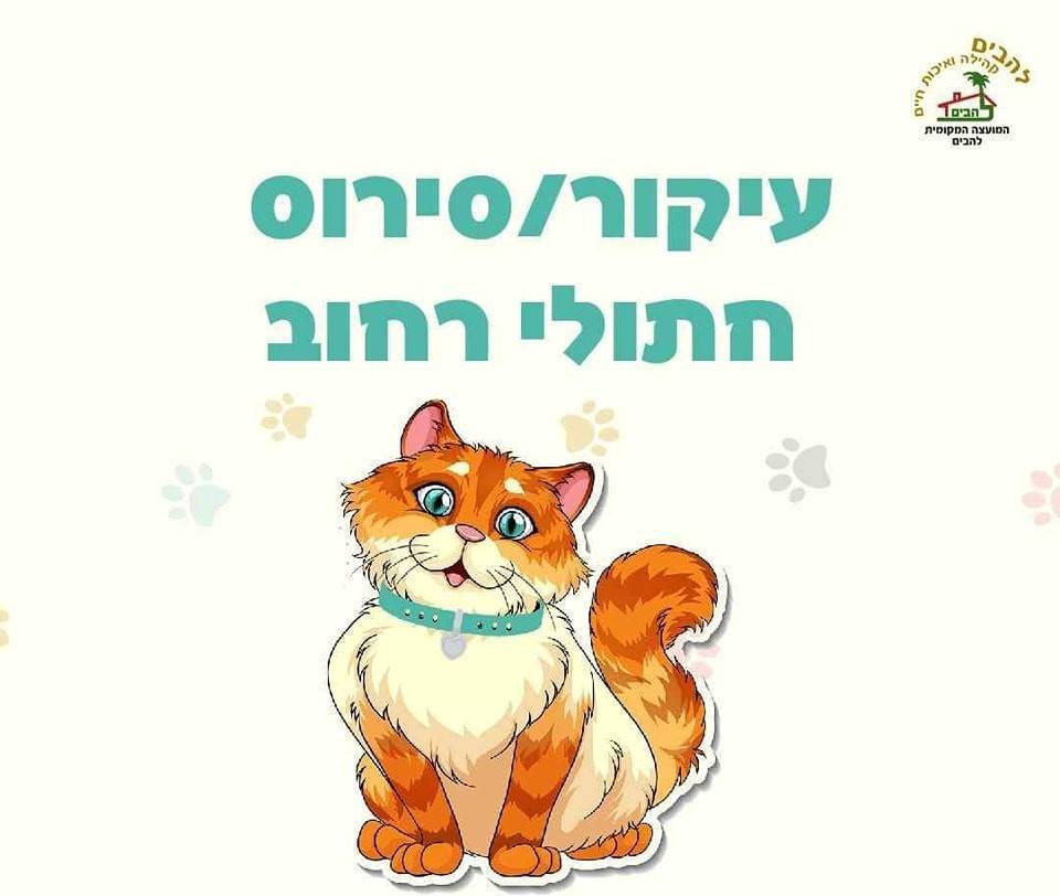 מבצע עיקור / סירוס חתולים חסרי בית 28.4.2026 בשעות הערב