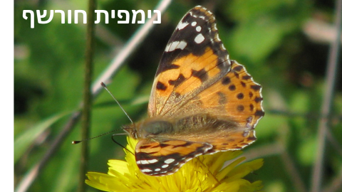 נימפית חורשף.png