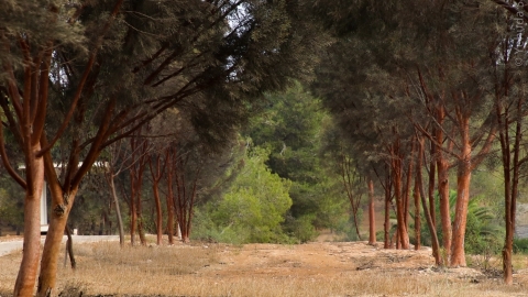 יער להבים.jpg